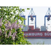 1786_3076 Der Flieder blüht an der Elbe; Containerschiff unter Containerkränen. | 